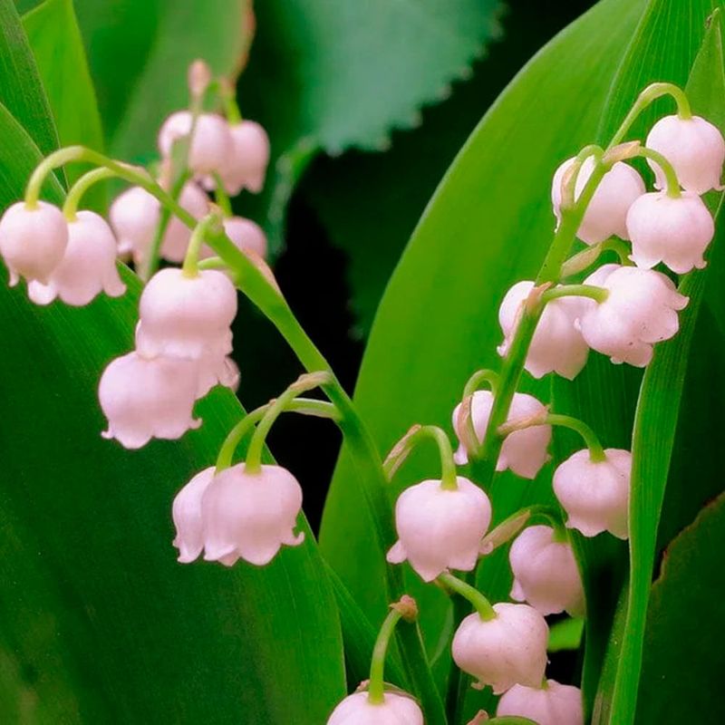 La Florentina Lily of the Valley - Sabonete em Barra 200g